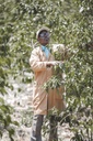 Rwanda Muyongwe Nespresso kompatibilis kapszula