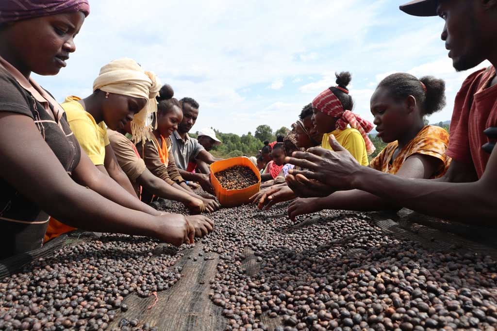 ETIOPIA Yirgacheffe Idido specialty szemes kávé