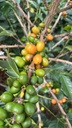 Colombia San Gabriel- Washed specialty szemes kávé