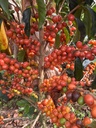 Colombia San Gabriel- Washed specialty szemes kávé