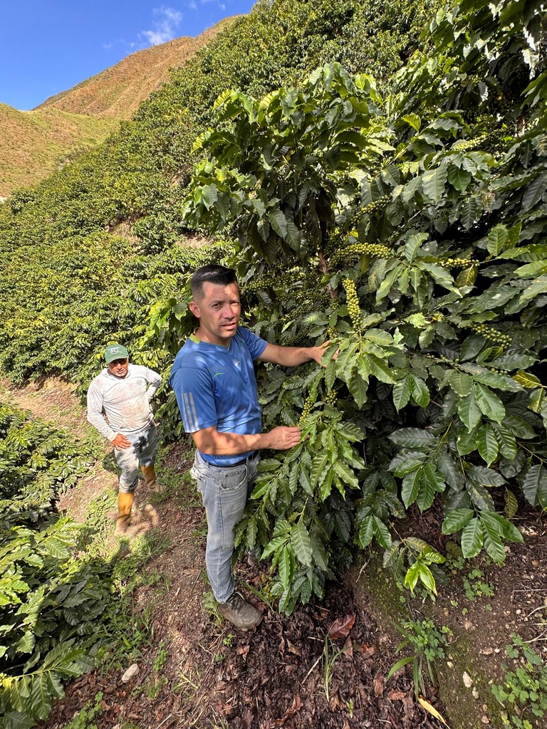 Venezuela Rivero Family – Lara, Humocaro Alto (Washed)