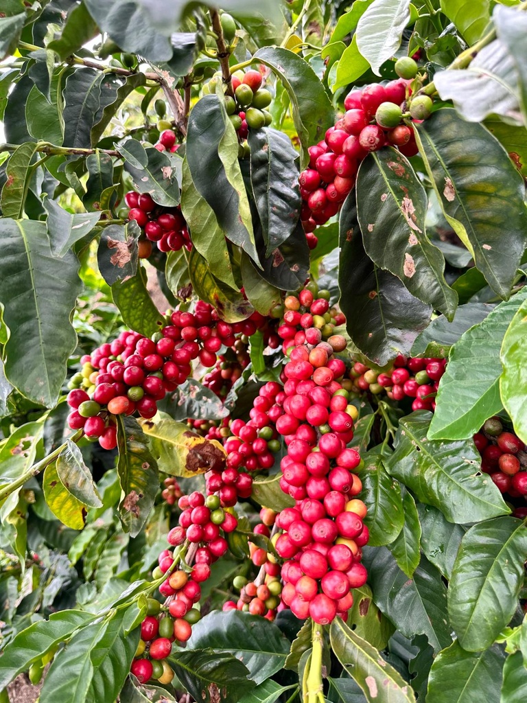 Venezuela Rivero Family – Lara, Humocaro Alto (Washed)