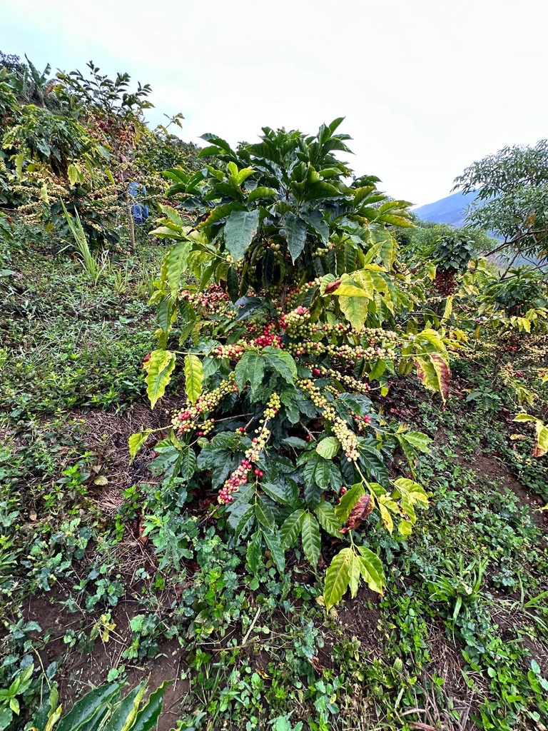 Venezuela Rivero Family – Lara, Humocaro Alto (Washed)