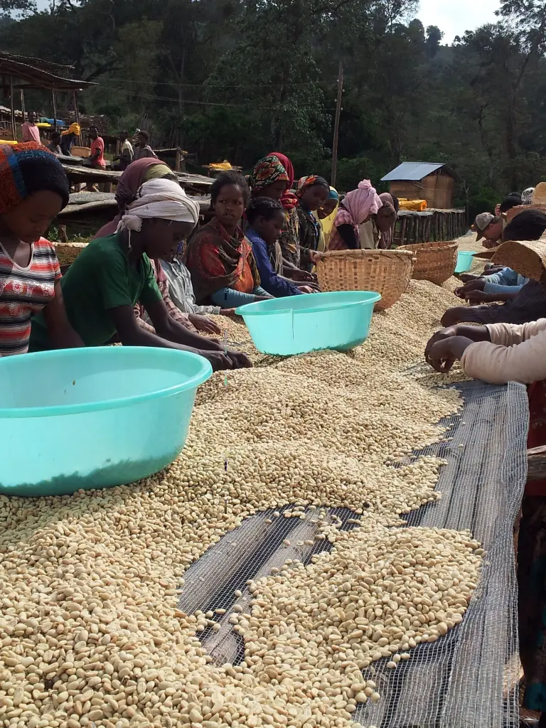 ETIOPIA Shakisso Guji CO2 Washed koffeinmentes specialty szemes kávé