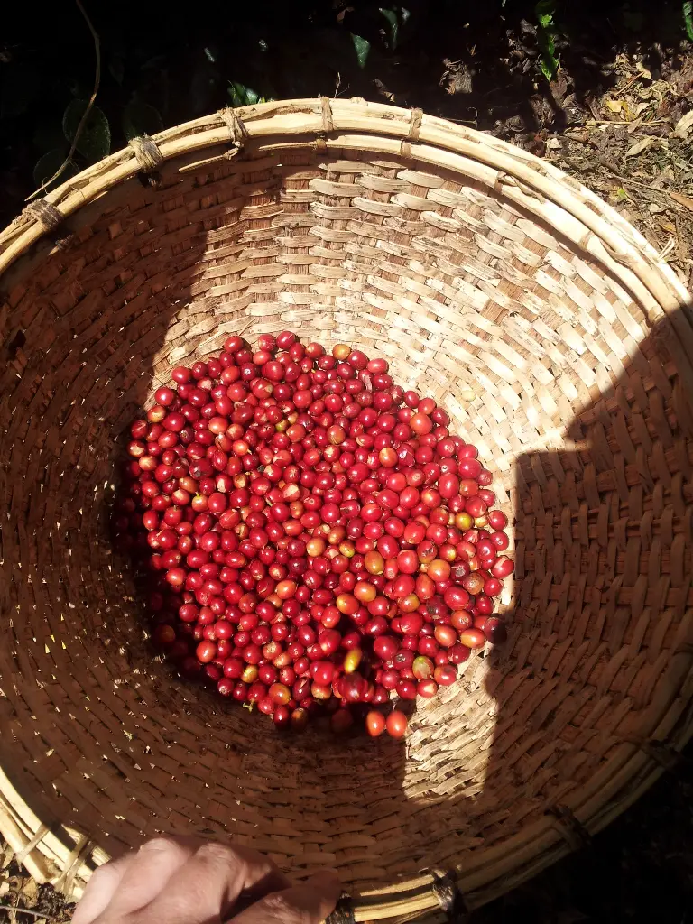 ETIOPIA Shakisso Guji CO2 Washed koffeinmentes specialty szemes kávé