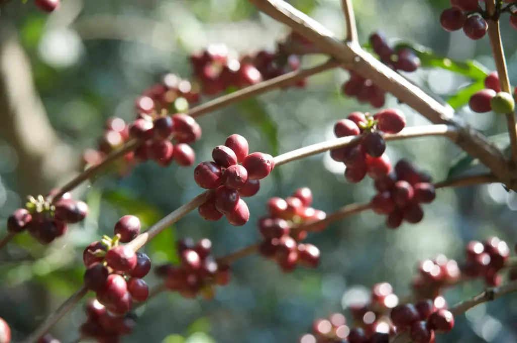 ETIOPIA Shakisso Guji CO2 Washed koffeinmentes specialty szemes kávé