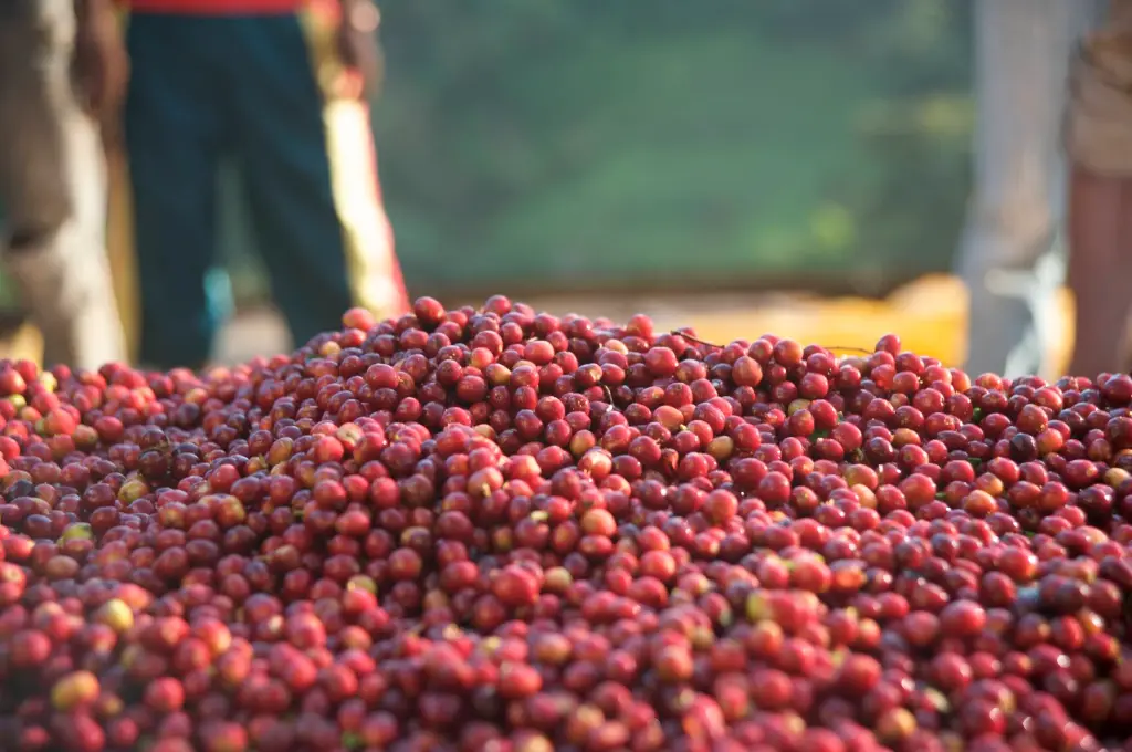 ETIOPIA Shakisso Guji CO2 Washed koffeinmentes specialty szemes kávé