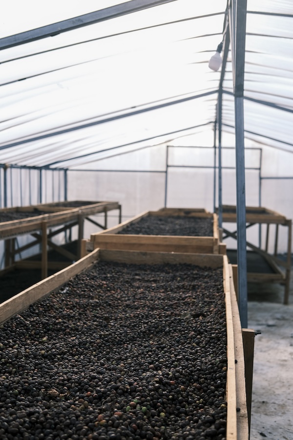 Sumatra specialty szemes kávé  (másolat)