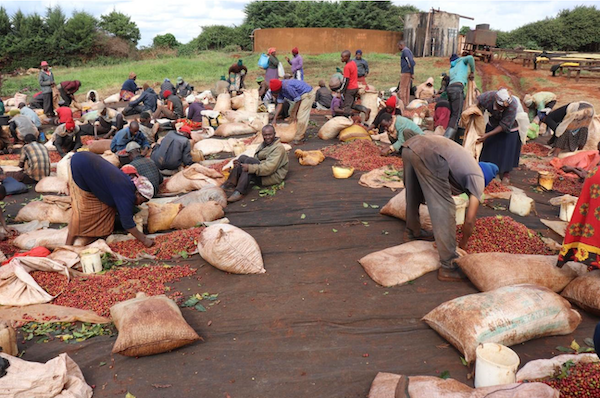 Kenya Ruera Natural specialty szemes kávé