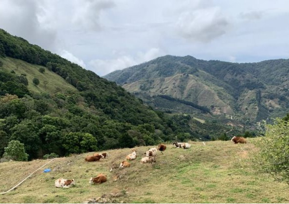 COSTA RICA FINCA LAS LAJAS CASCARA 100gr