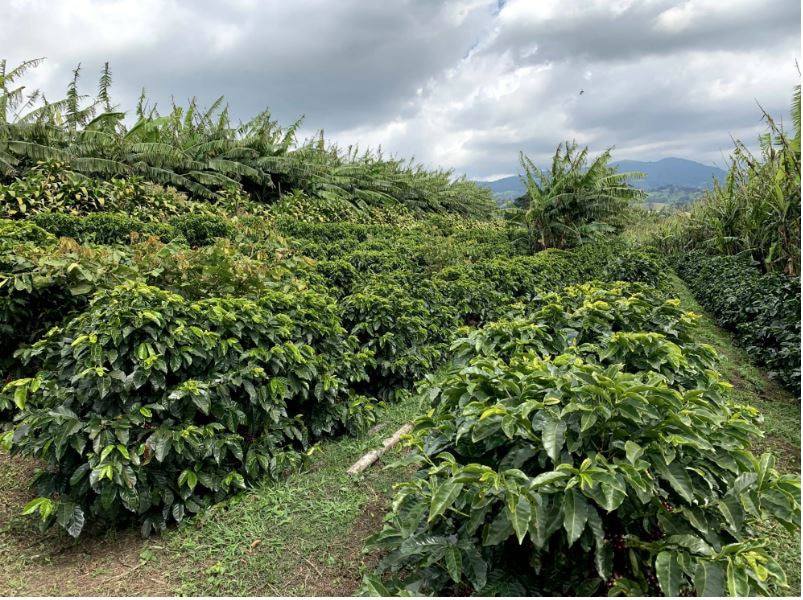 COSTA RICA FINCA LAS LAJAS CASCARA 100gr