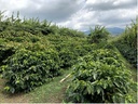 COSTA RICA FINCA LAS LAJAS CASCARA 100gr