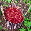 ETHIOPIA Gesha specialty szemes kávé 