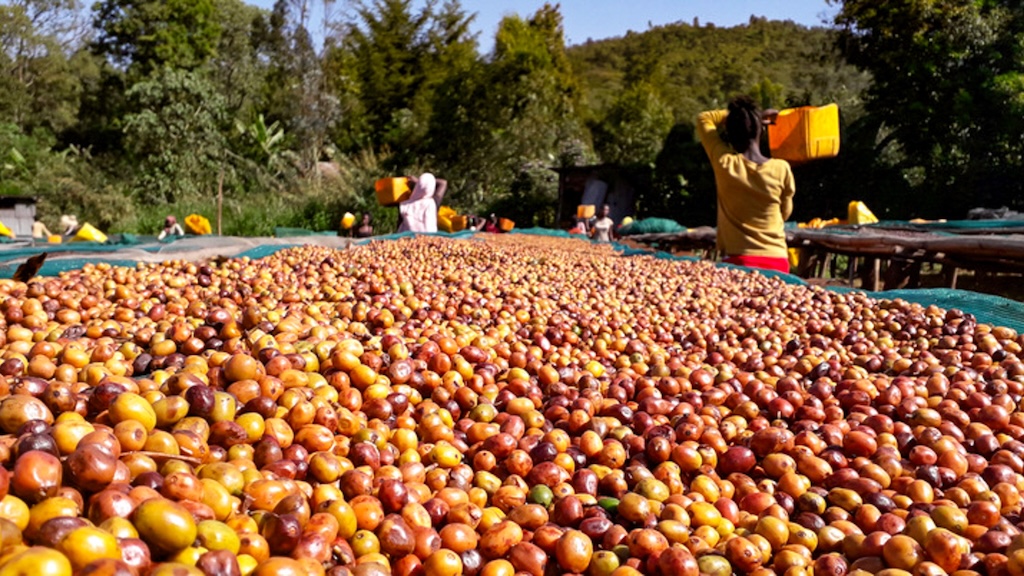 ETHIOPIA Gesha specialty szemes kávé 