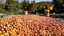 ETHIOPIA Gesha specialty szemes kávé 