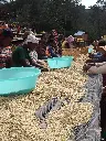 ETIOPIA Shakisso Guji CO2 Washed koffeinmentes specialty szemes kávé