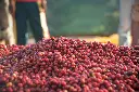 ETIOPIA Shakisso Guji CO2 Washed koffeinmentes specialty szemes kávé